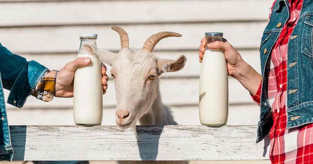Fresh goat milk source for Malina Ballan skincare in Acton California